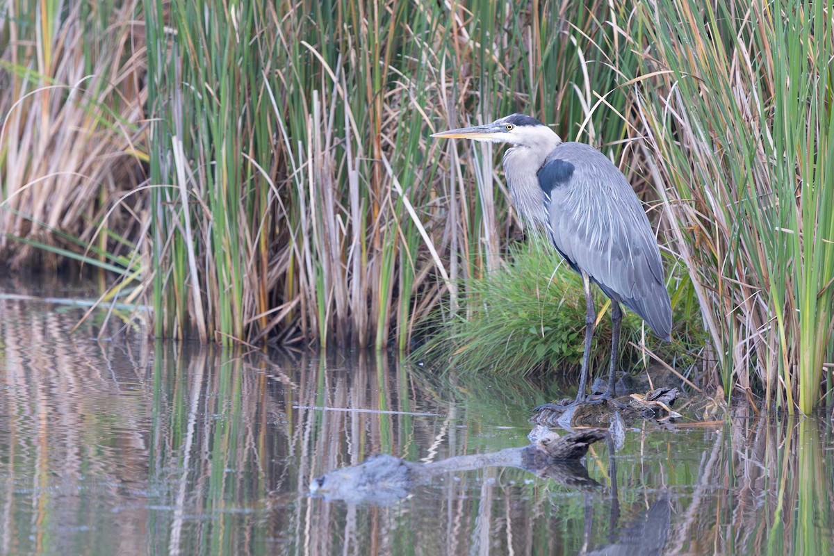 Great Blue Heron - ML641012368