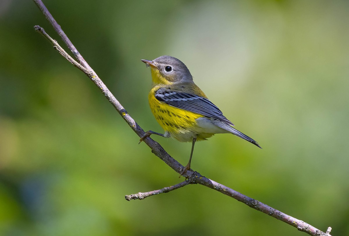 Magnolia Warbler - ML641012371