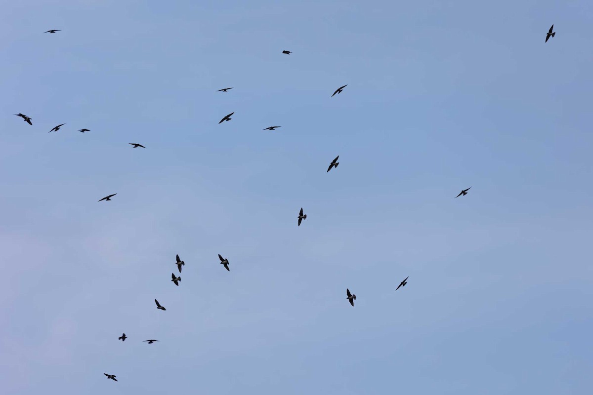 Purple Martin - ML641012396