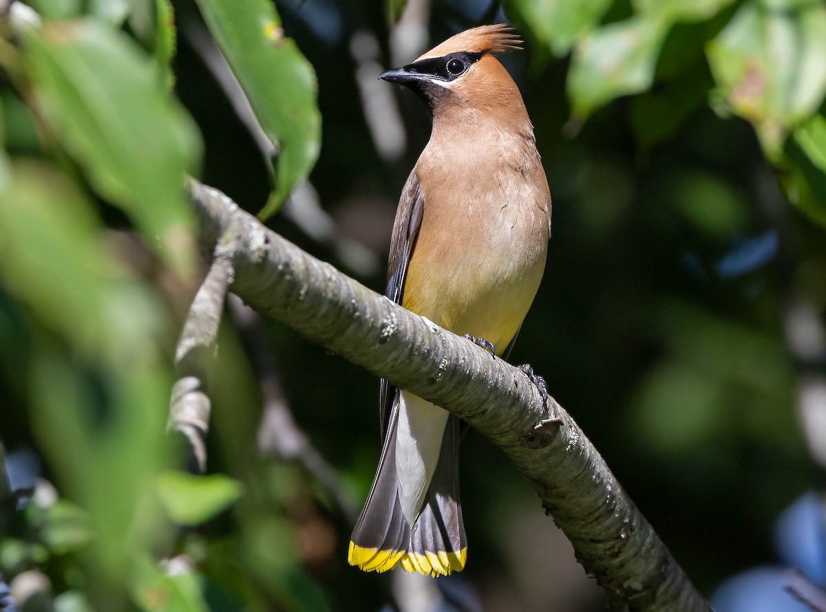 Cedar Waxwing - ML641012410