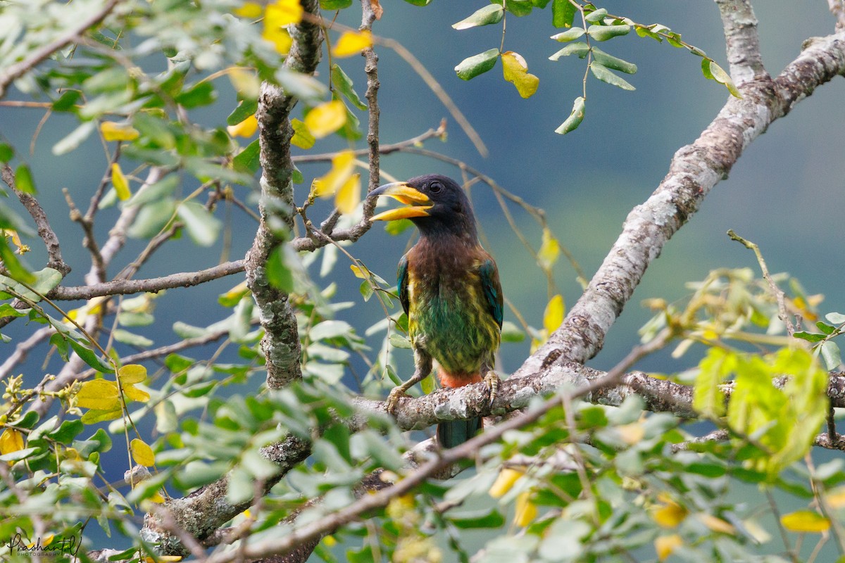 Great Barbet - ML641012420