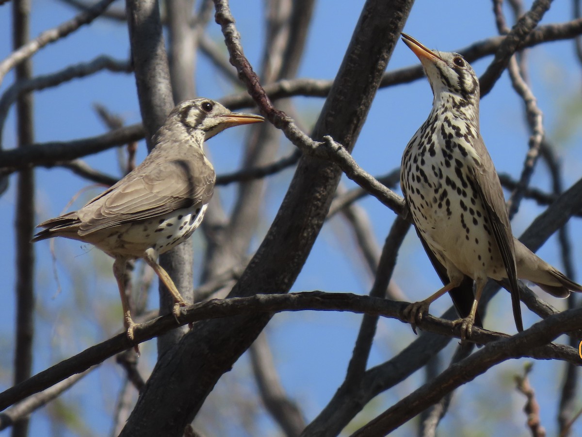 Groundscraper Thrush - ML641012463