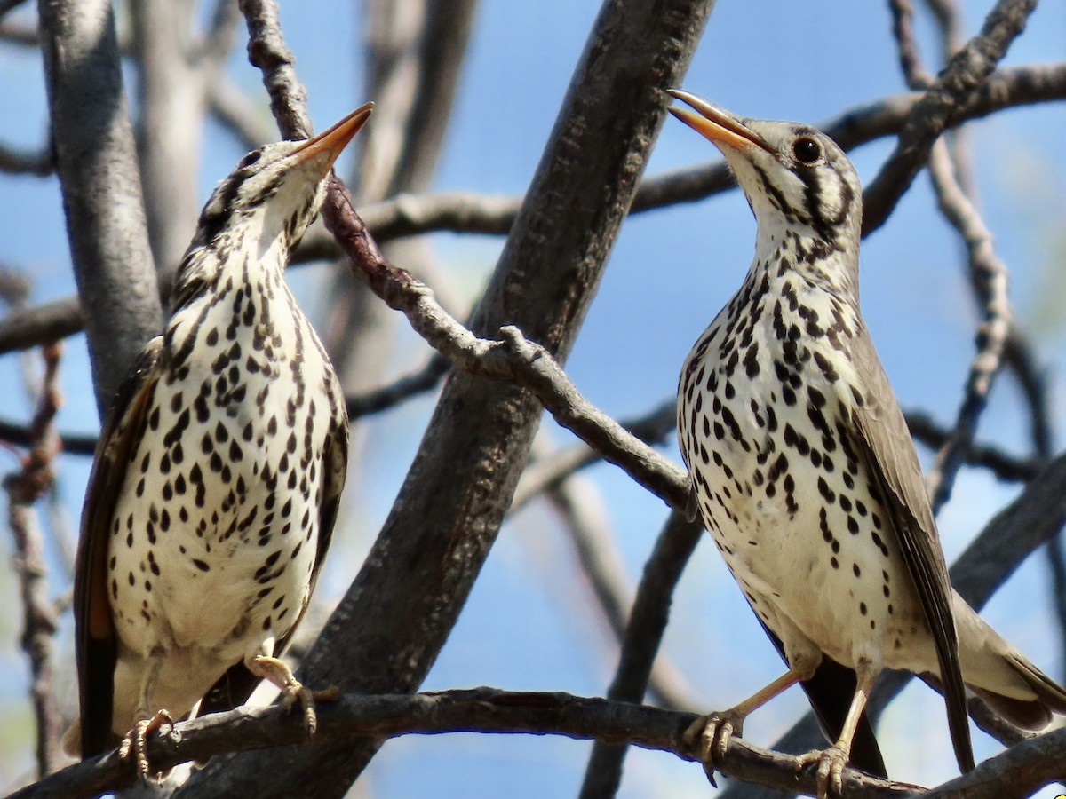 Groundscraper Thrush - ML641012489