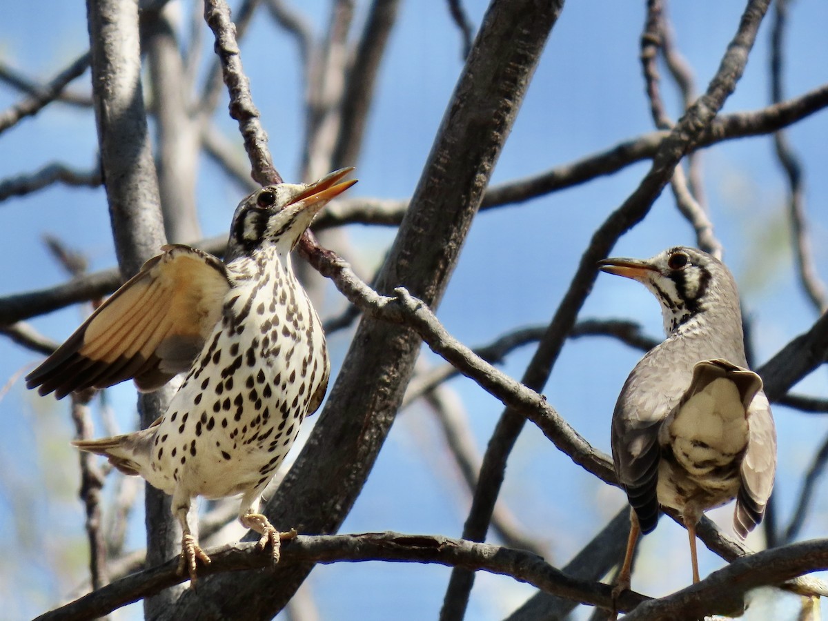 Groundscraper Thrush - ML641012536
