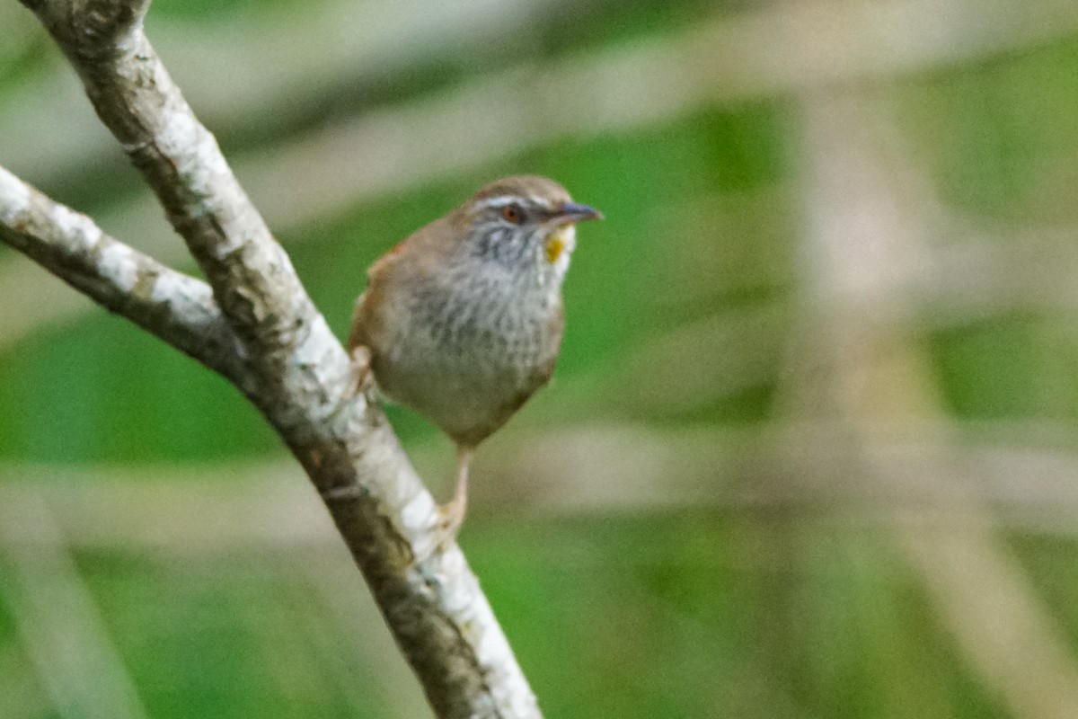 ニッケイカマドドリ - ML641012542