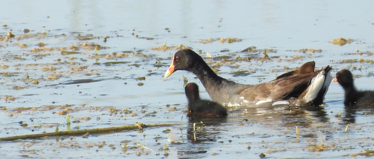 Common Gallinule - ML641012550