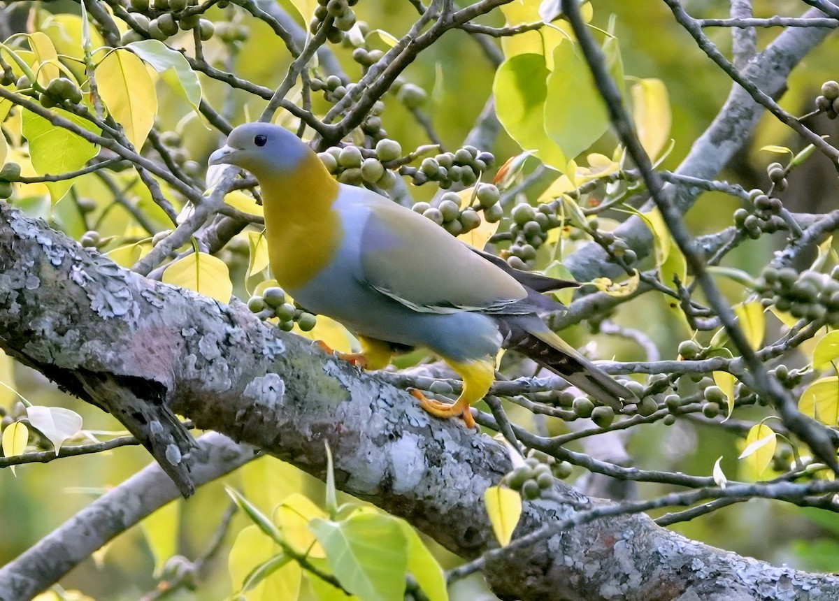 Yellow-footed Green-Pigeon - ML641012579
