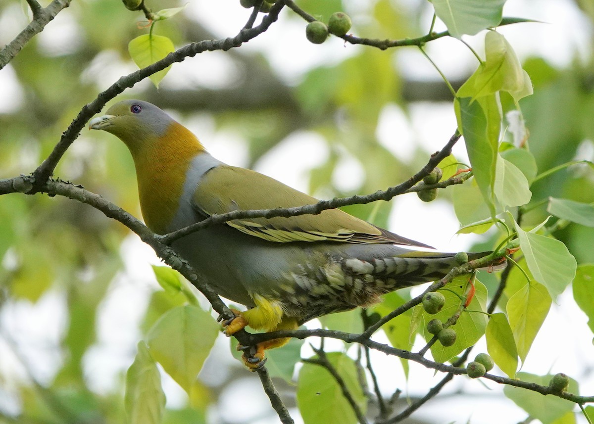 Yellow-footed Green-Pigeon - ML641012580