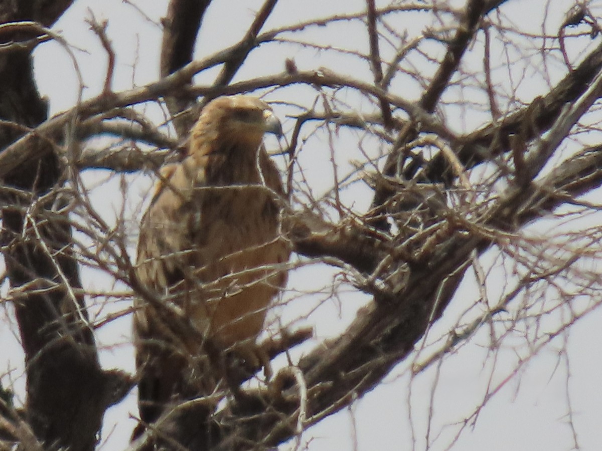 Tawny Eagle - ML641012592