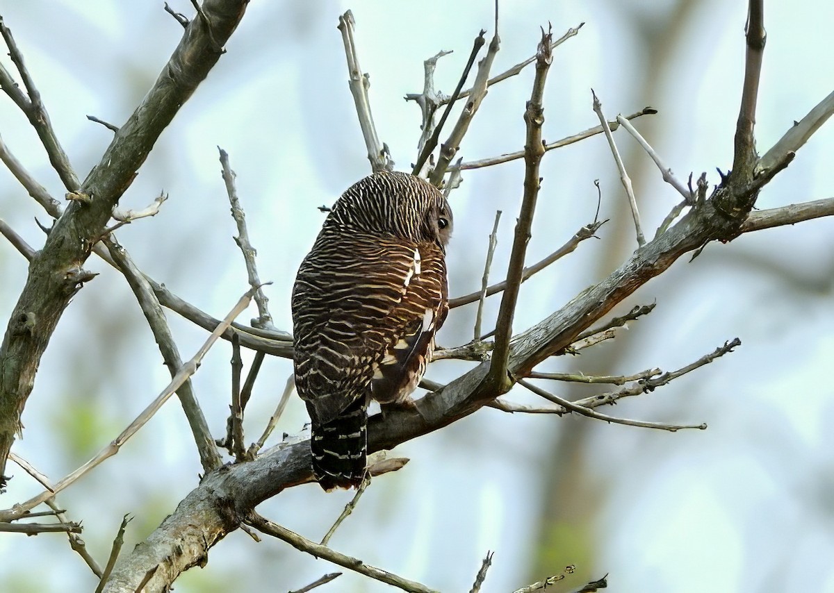 Asian Barred Owlet - ML641012607