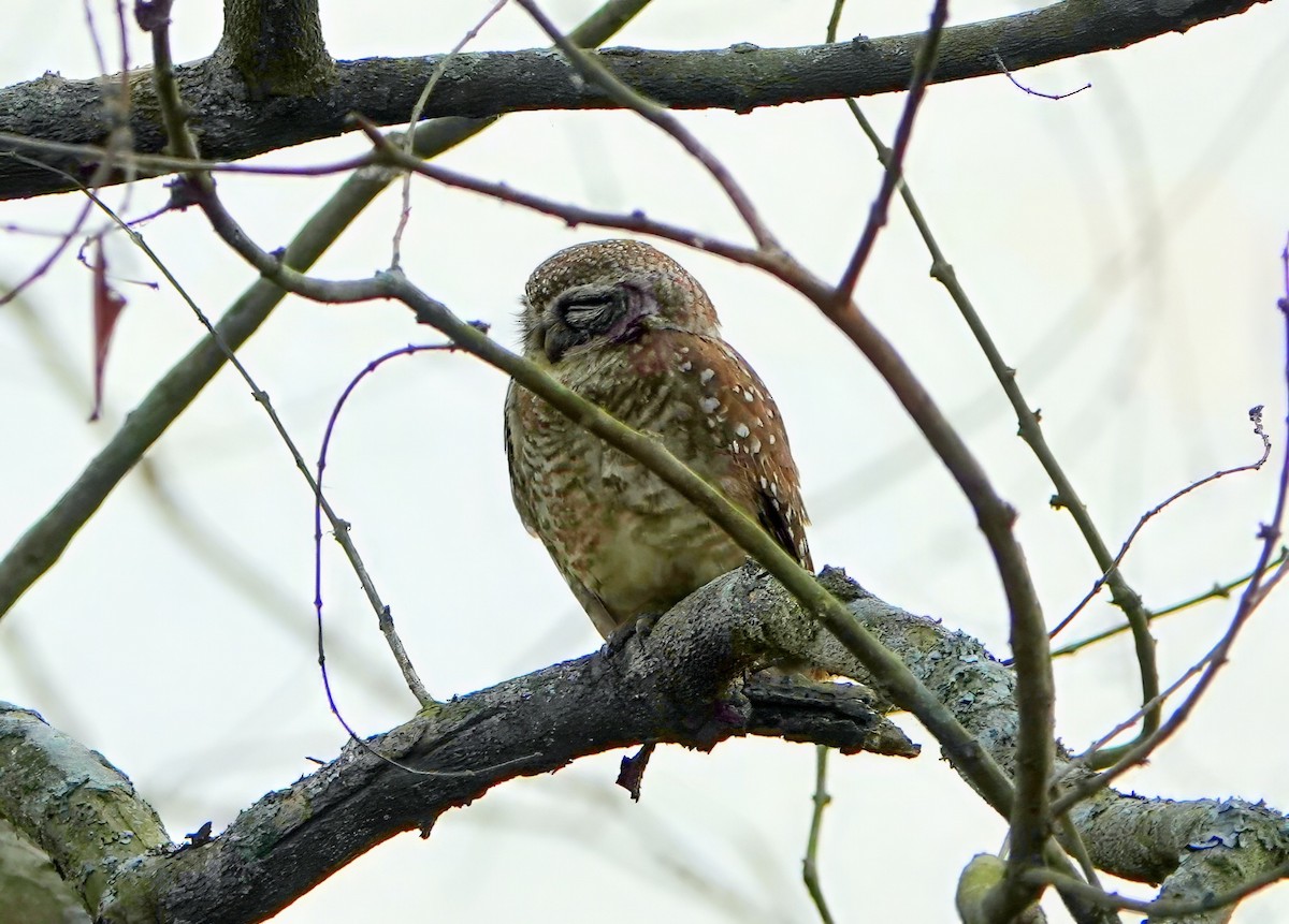 Spotted Owlet - ML641012622