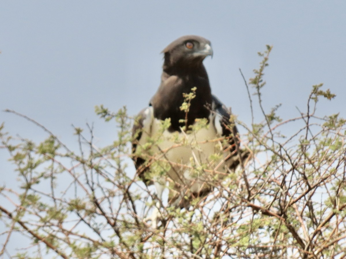 Black-chested Snake-Eagle - ML641012624