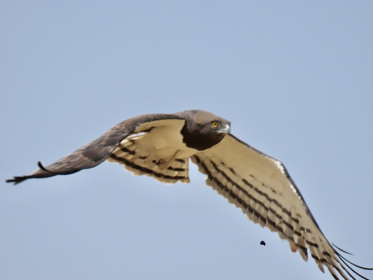 Black-chested Snake-Eagle - ML641012646