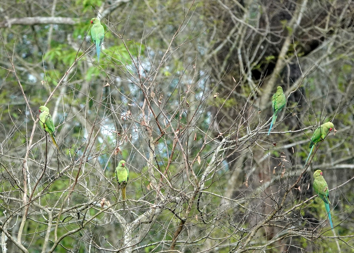 Rose-ringed Parakeet - ML641012709