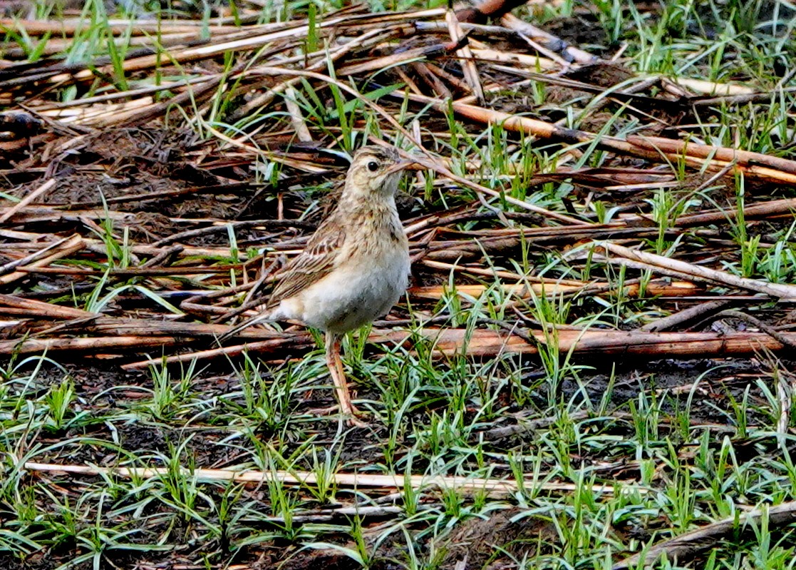 Paddyfield Pipit - ML641012732