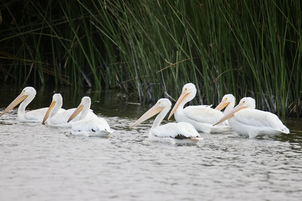 American White Pelican - ML641012858