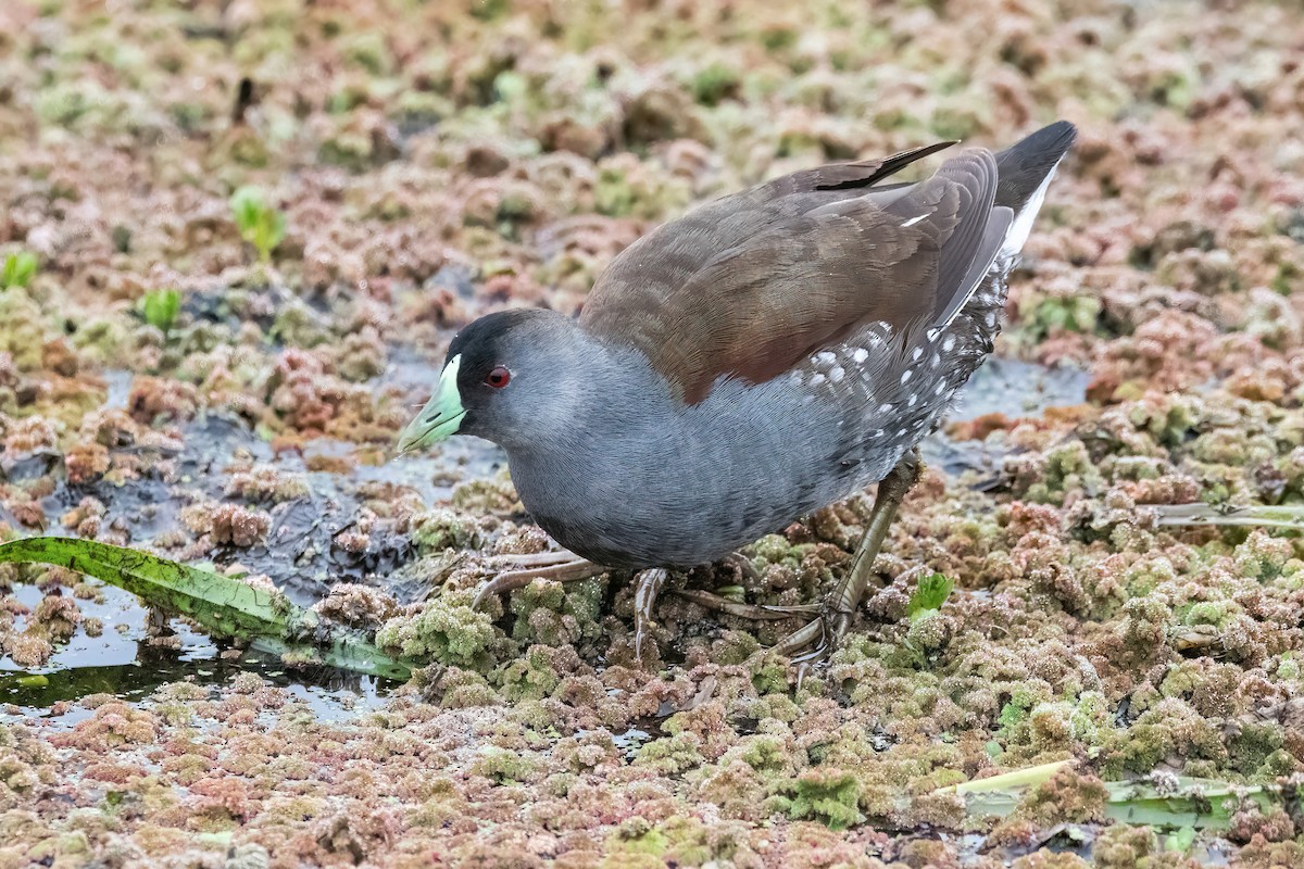 Spot-flanked Gallinule - ML641012895