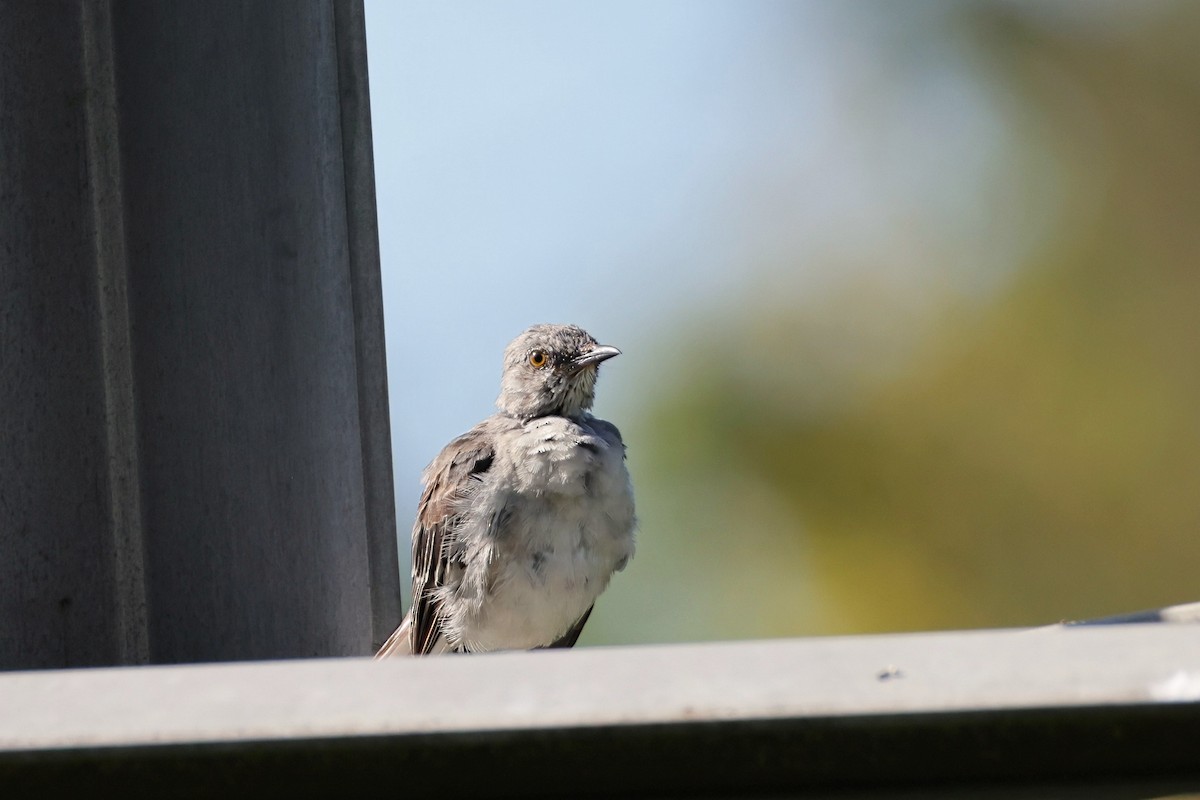 Northern Mockingbird - ML641012896
