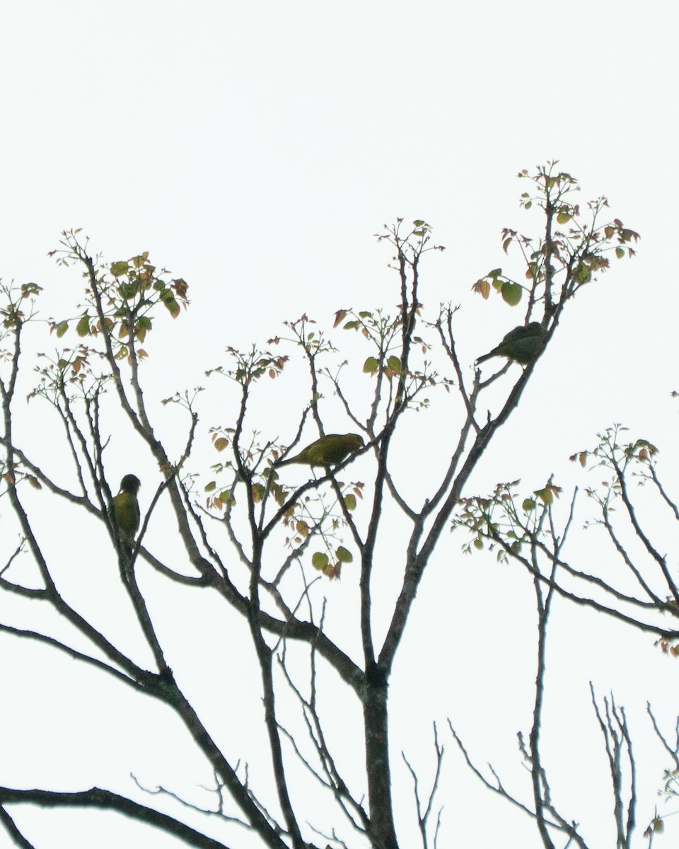 Yellow-backed Tanager - ML641012899