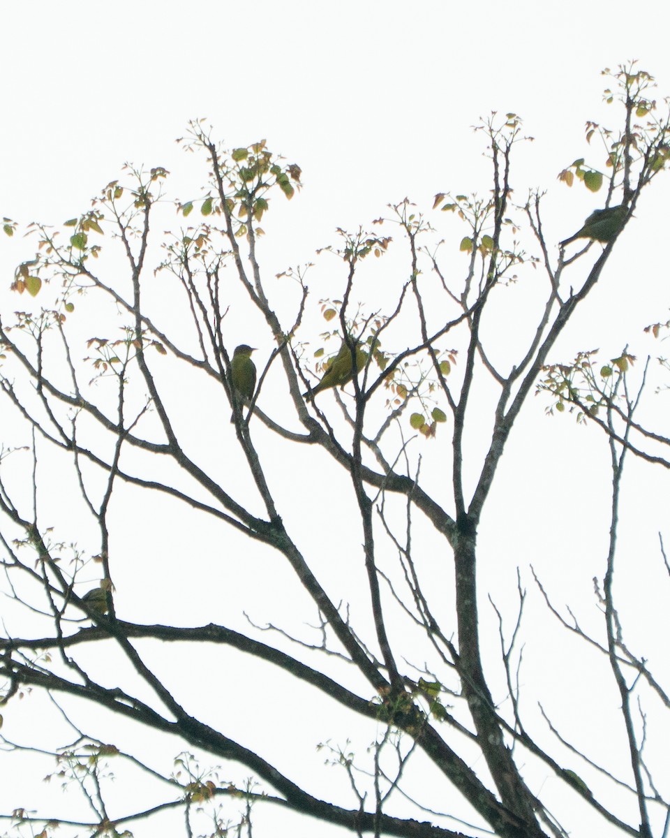 Yellow-backed Tanager - ML641012901
