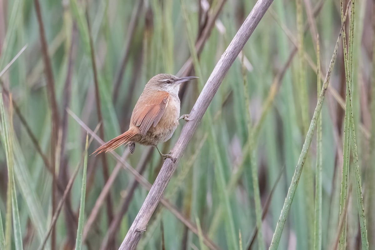 Straight-billed Reedhaunter - ML641012909