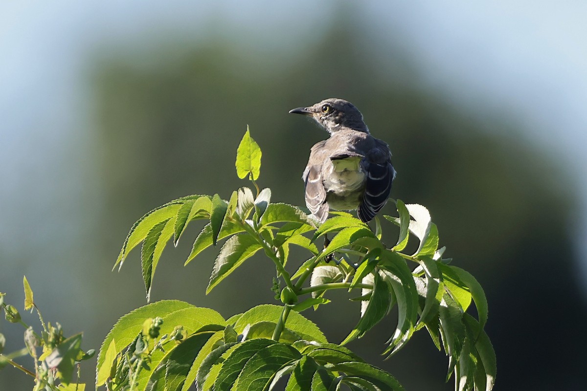 Northern Mockingbird - ML641012948