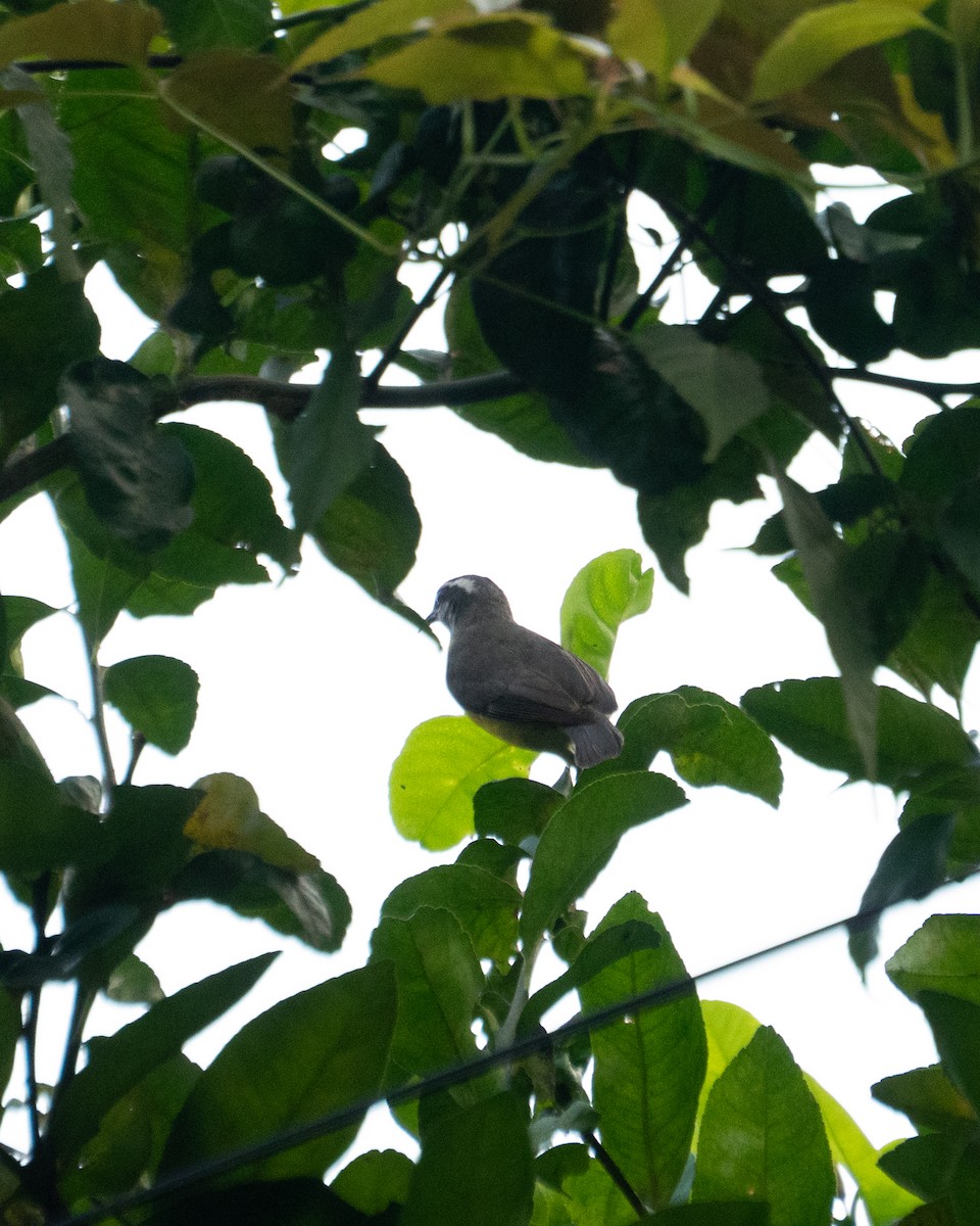 Bananaquit - ML641012962
