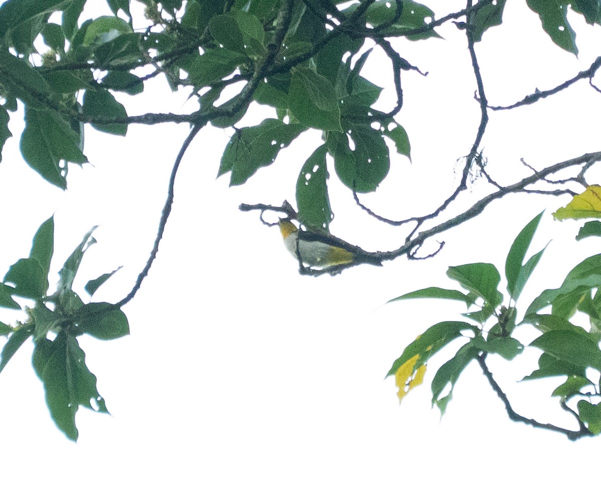 Yellow-backed Tanager - ML641012966