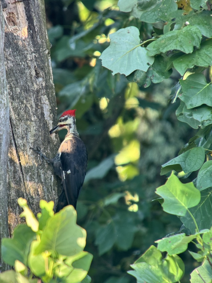 Pileated Woodpecker - ML641012972