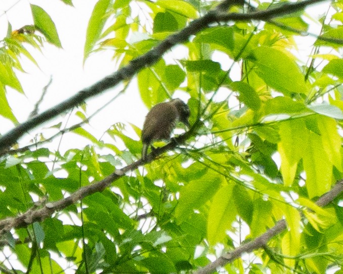 White-barred Piculet - ML641013091