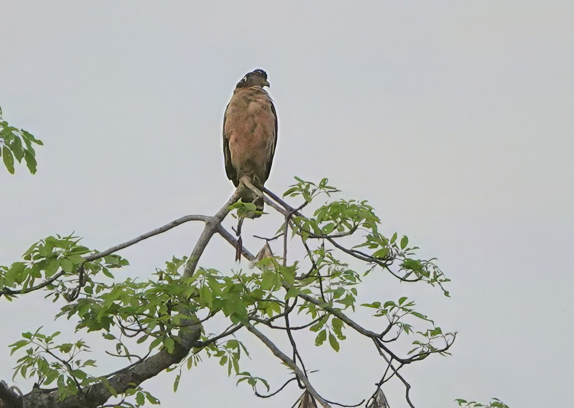Culebrera Chiíla - ML641013110
