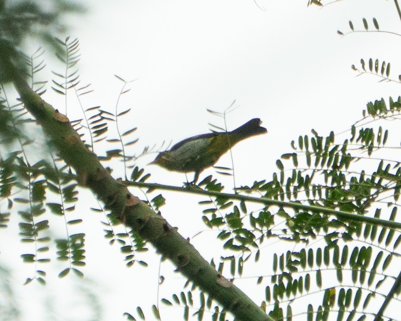 Yellow-backed Tanager - ML641013114