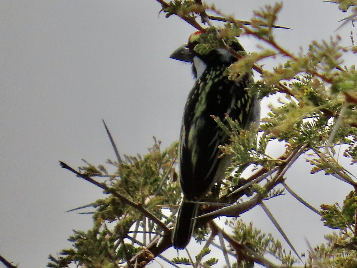 Rotstirn-Bartvogel - ML641013159