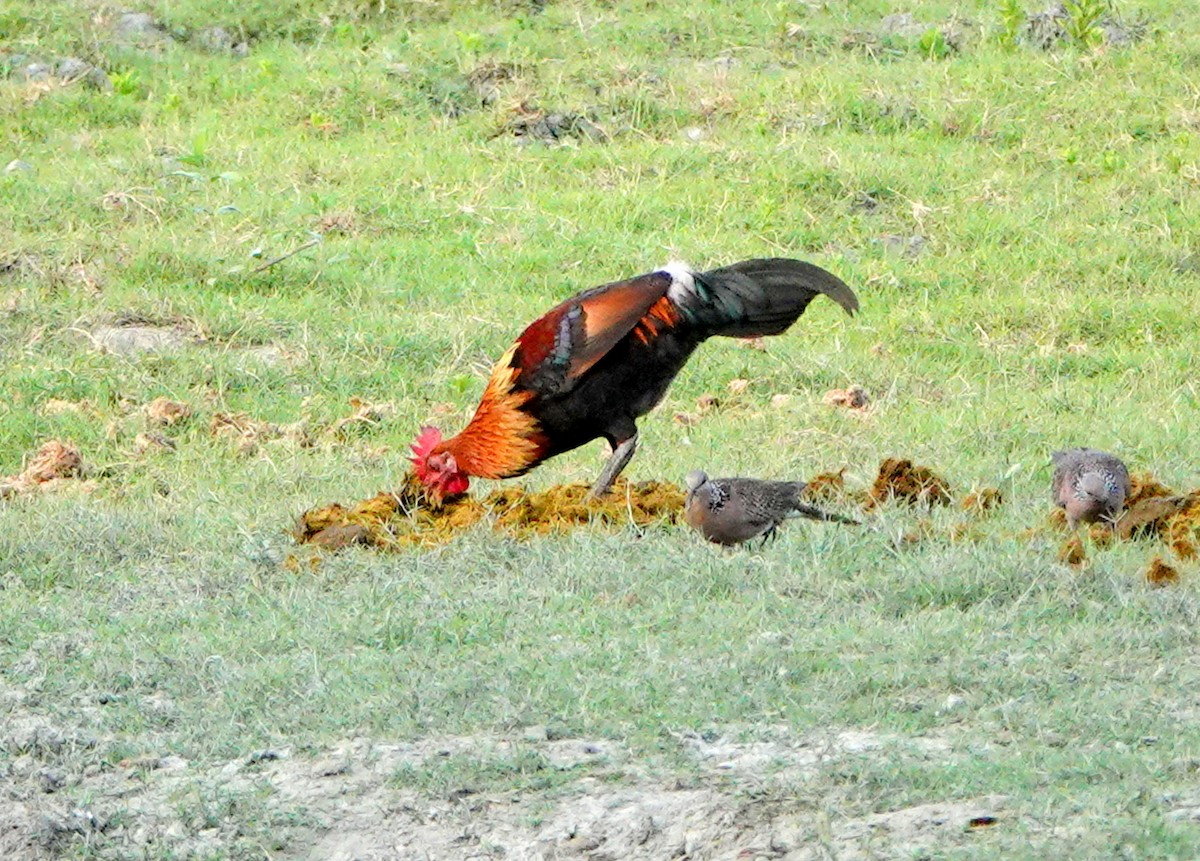 Gallo Bankiva - ML641013182