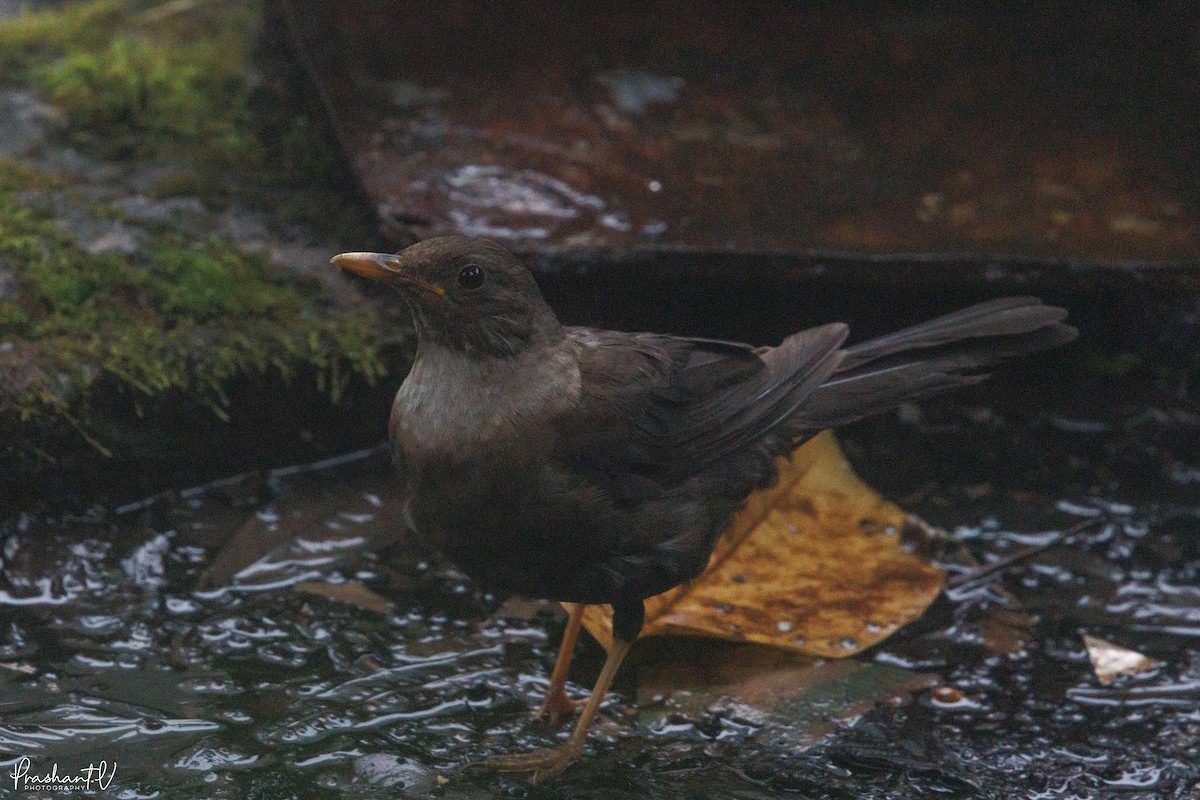 White-collared Blackbird - ML641013188