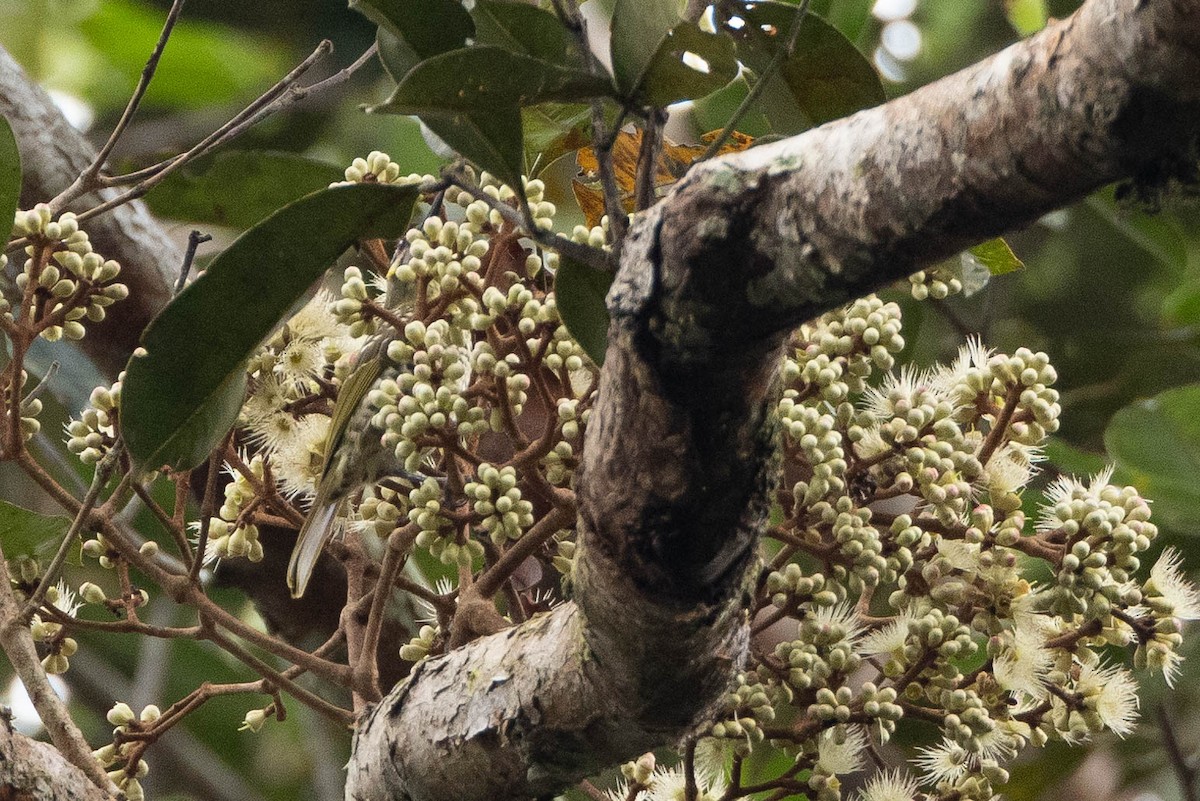 Spotted Honeyeater - ML641013216