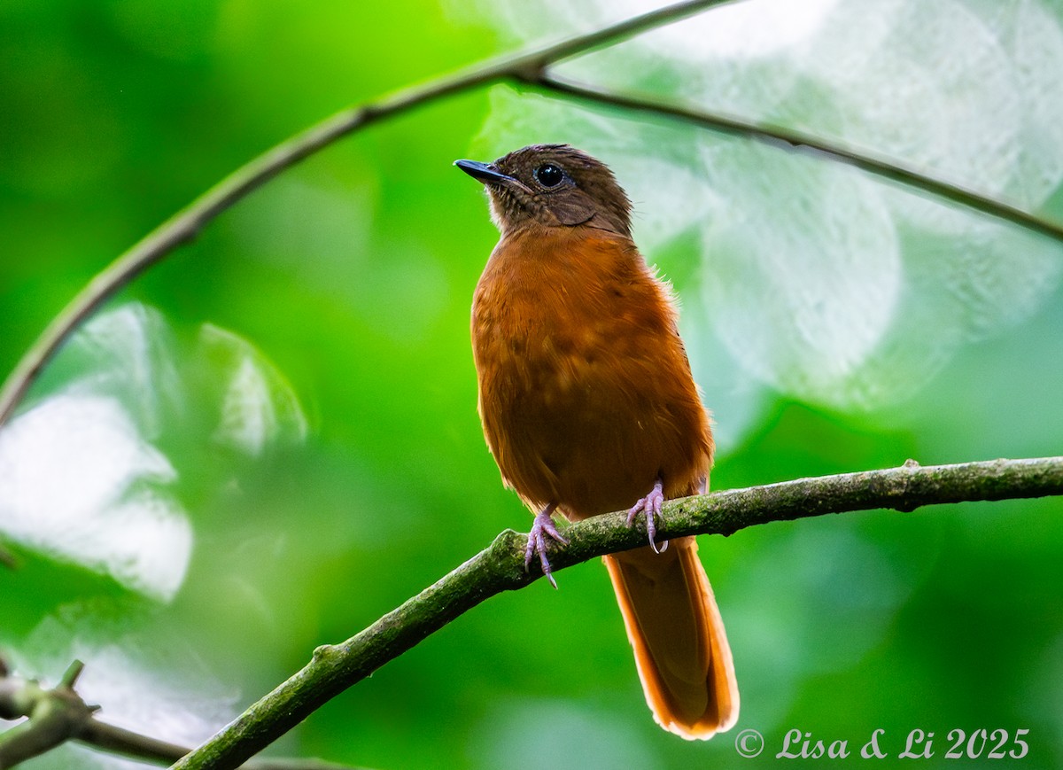 Rufous Flycatcher-Thrush - ML641013229
