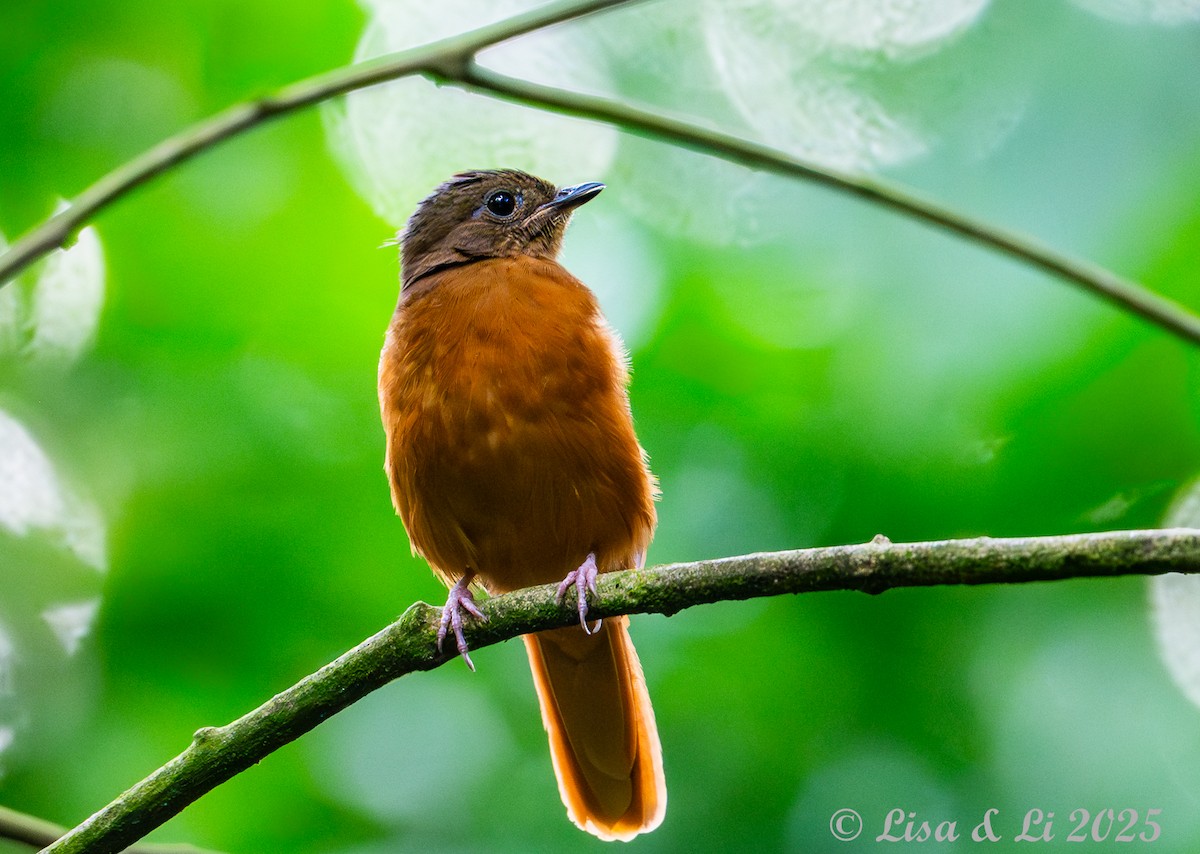 Rufous Flycatcher-Thrush - ML641013231