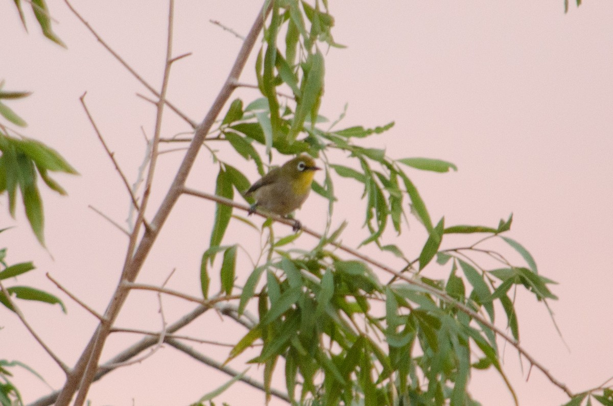 Orange River White-eye - ML641013232