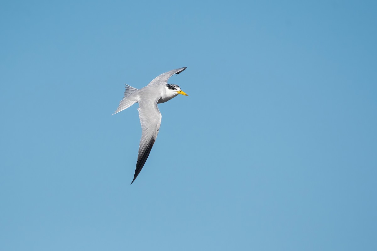 Yellow-billed Tern - ML641013234
