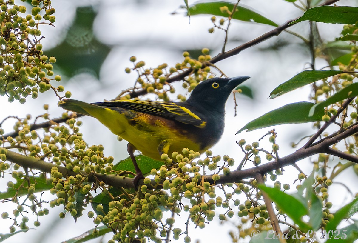 Weyns's Weaver - ML641013259