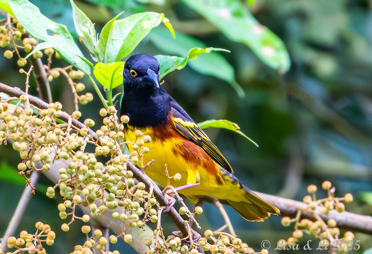 Weyns's Weaver - ML641013260