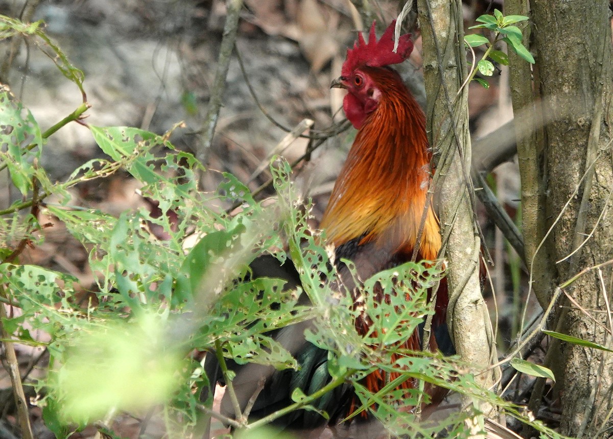 Gallo Bankiva - ML641013274