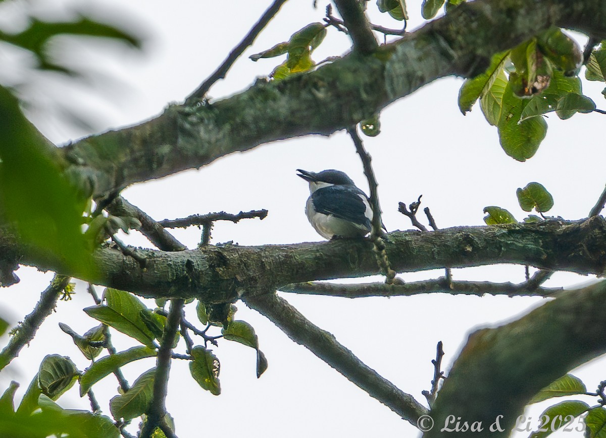 African Shrike-flycatcher - ML641013295