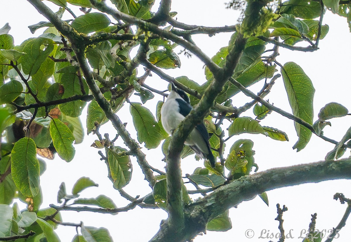 African Shrike-flycatcher - ML641013296