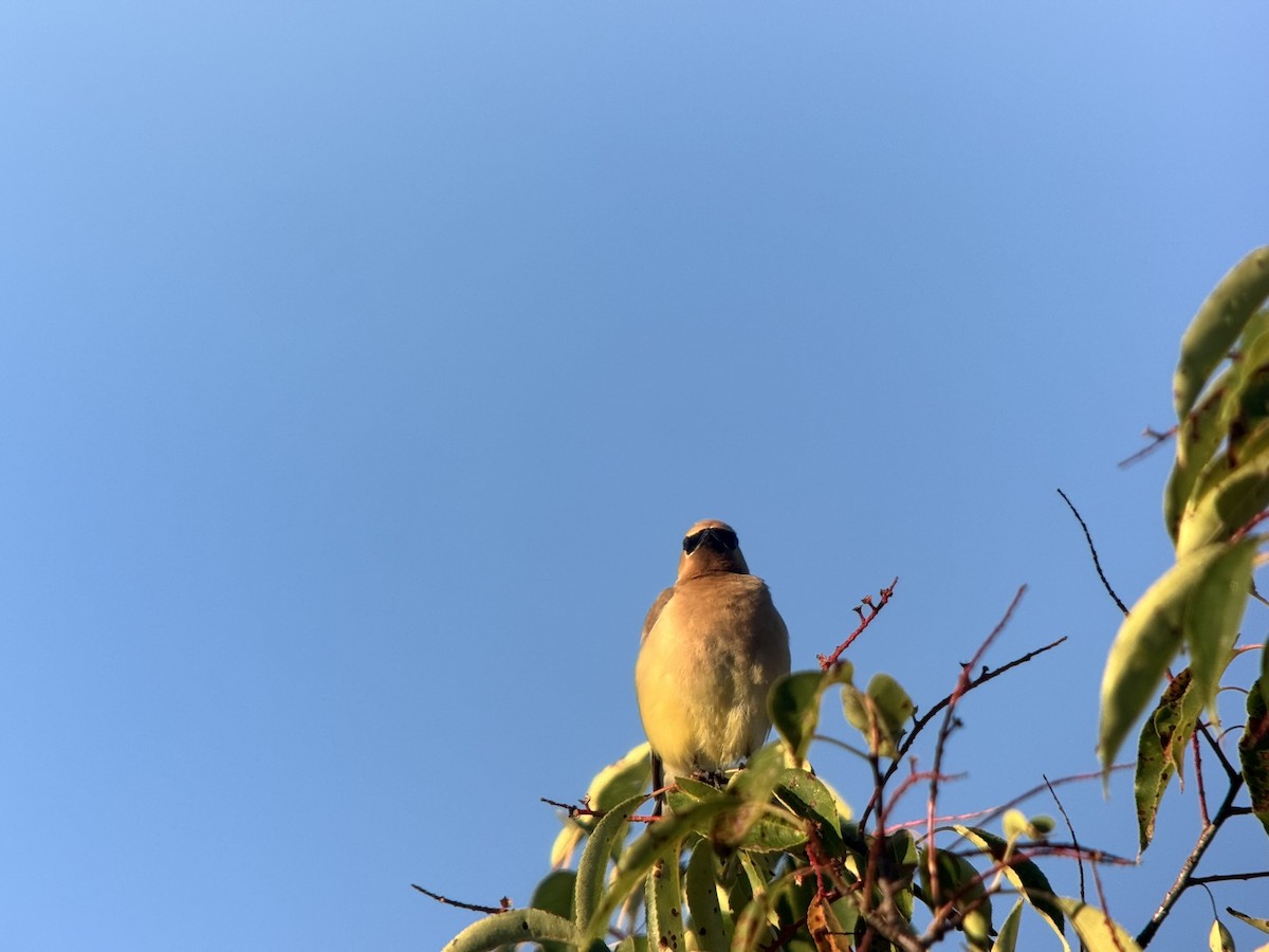 Cedar Waxwing - ML641013300