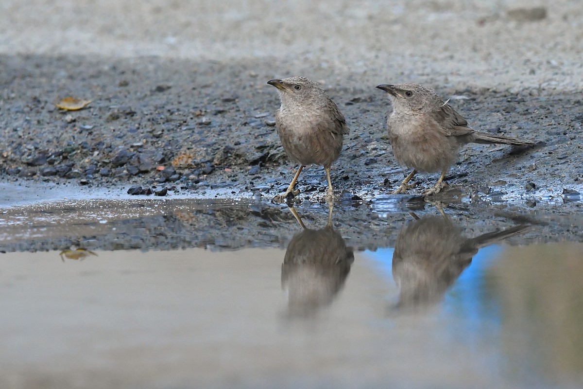 Arabian Babbler - ML641013312