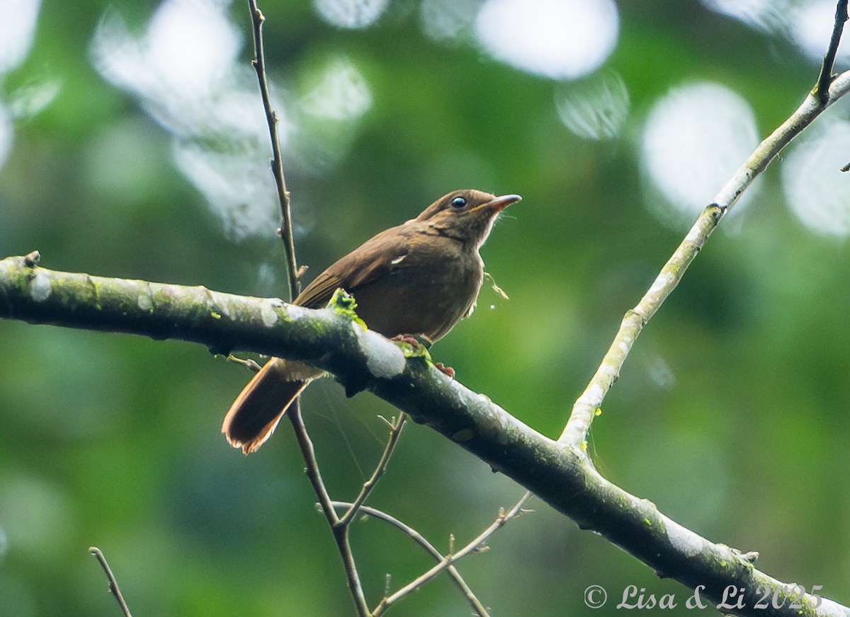 Little Greenbul - ML641013314