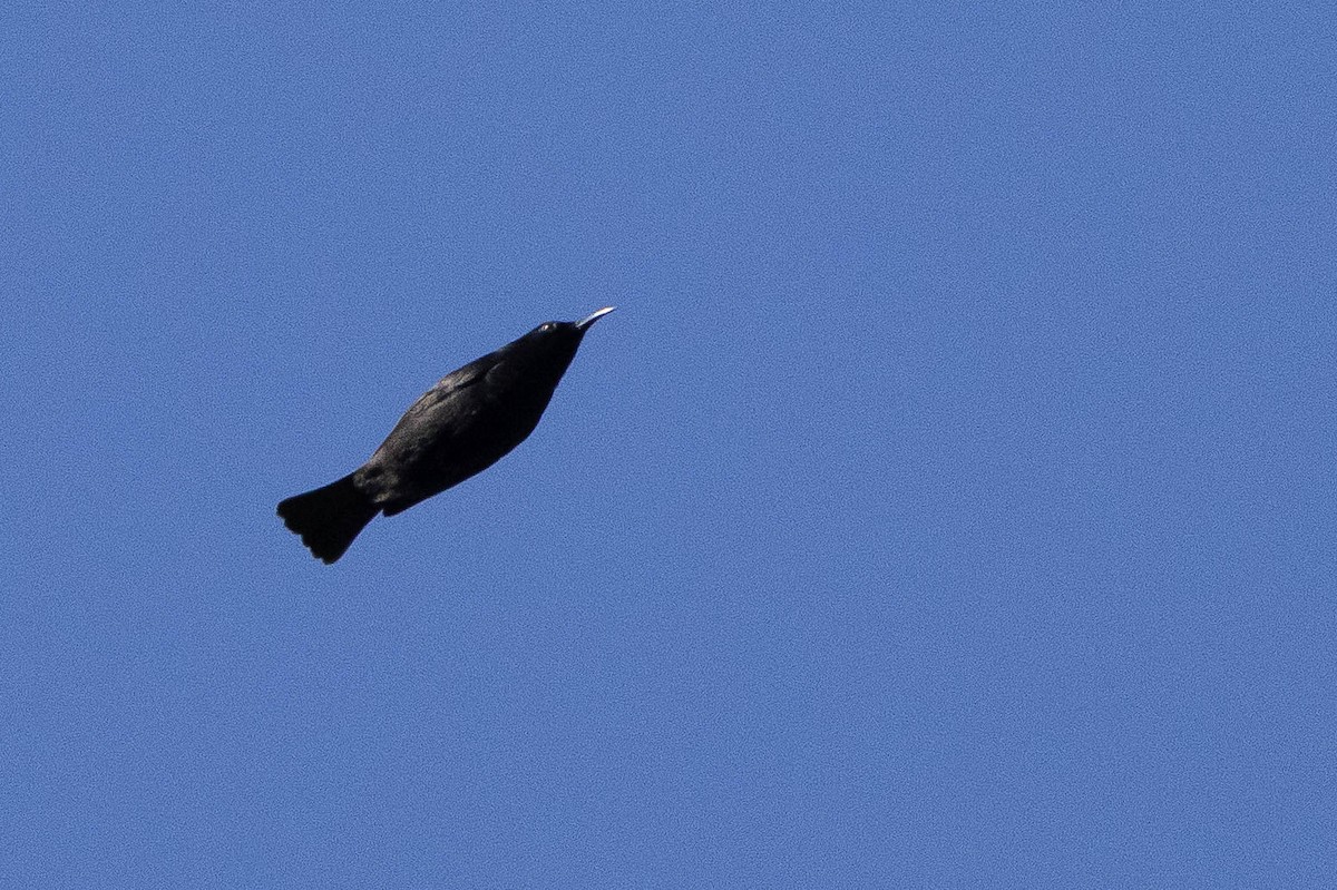 Papua Kara Mizomelası - ML641013316