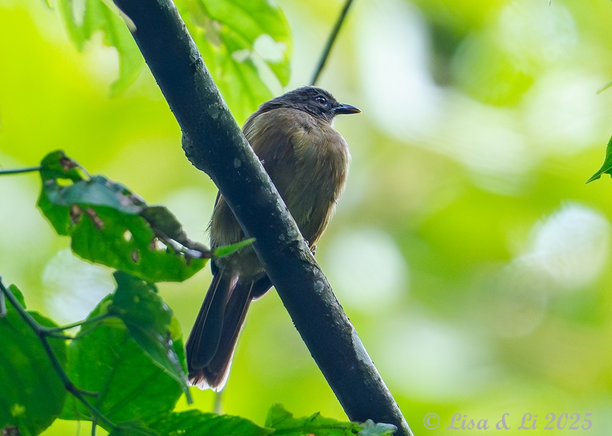 Plain Greenbul - ML641013322